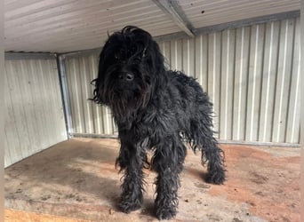 Luis, Schnauzer-Mix, geb. am 01.05.2024, 45 cm, 12 kg