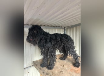 Luis, Schnauzer-Mix, geb. am 01.05.2024, 45 cm, 12 kg