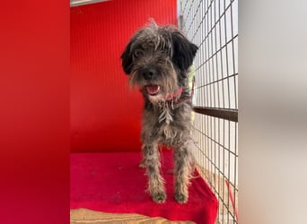 Snaki, Schnauzer-Mix, Rüde, geb. am 01.06.2023, 40 cm, 11 kg