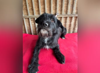 Bobby, Schnauzer-Mix, Rüde, geb. am 18.10.2023, ca. 45 cm