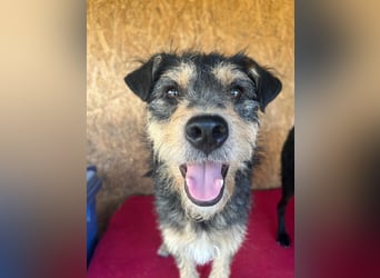 Twix, Schnauzer-Mix, Rüde, geb. am 01.01.2024, 45 cm, 12 kg
