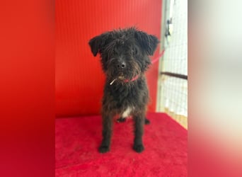 Willi, Schnauzer-Mix, Rüde, geb. am 18.01.2024, ca. 42 cm, 11 kg