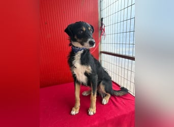 Milli, Schnauzer-Mix, Hündin, geb. am 16.10.2024, 43 cm, 14 kg