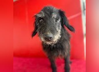 Betty, Schnauzer-Mix, Hündin, geb. am 10.11.2013, ca. 40 cm, 10 kg -Notfall- Betty, Schnauzer-Mix, Hündin, geb. am 10.11.2013, ca. 40 cm, 10 kg -Notfall-