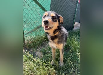 Twix, Schnauzer-Mix, Rüde, geb. am 01.01.2024, 45 cm, 12 kg