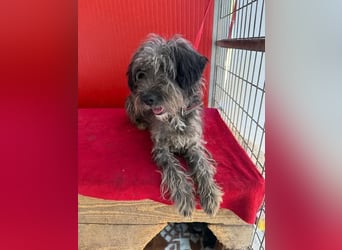 Snaki, Schnauzer-Mix, Rüde, geb. am 01.06.2023, 40 cm, 11 kg