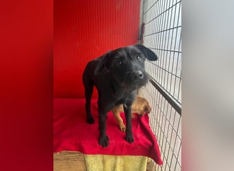 Kira, Schnauzer-Mix, Hündin, geb. am 01.09.2024, 42 cm