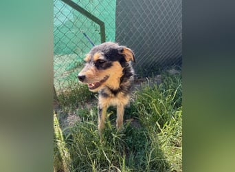Twix, Schnauzer-Mix, Rüde, geb. am 01.01.2024, 45 cm, 12 kg