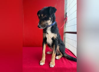 Milli, Schnauzer-Mix, Hündin, geb. am 16.10.2024, 43 cm, 14 kg