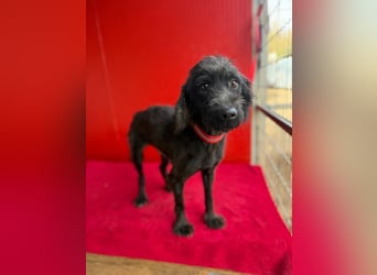 Miko, Schnauzer-Mix, Rüde, geb. ca. 2019, ca. 40 cm, 10 kg Miko, Schnauzer-Mix, Rüde, geb. ca. 2019, ca. 40 cm, 10 kg