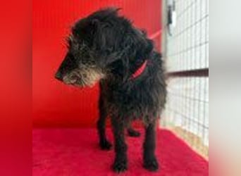 Betty, Schnauzer-Mix, Hündin, geb. am 10.11.2013, ca. 40 cm, 10 kg -Notfall- Betty, Schnauzer-Mix, Hündin, geb. am 10.11.2013, ca. 40 cm, 10 kg -Notfall-