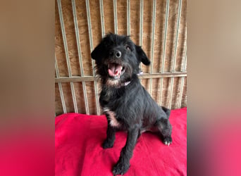 Bobby, Schnauzer-Mix, Rüde, geb. am 18.10.2023, ca. 45 cm