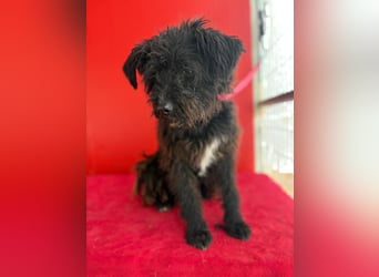 Willi, Schnauzer-Mix, Rüde, geb. am 18.01.2024, ca. 42 cm, 11 kg