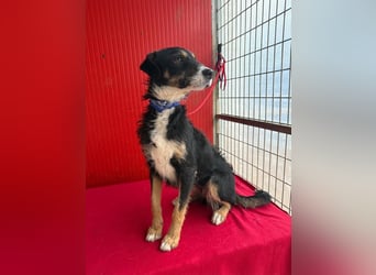 Milli, Schnauzer-Mix, Hündin, geb. am 16.10.2024, 43 cm, 14 kg