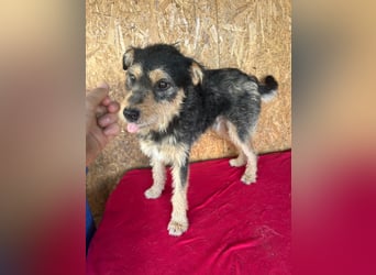 Twix, Schnauzer-Mix, Rüde, geb. am 01.01.2024, 45 cm, 12 kg