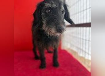 Betty, Schnauzer-Mix, Hündin, geb. am 10.11.2013, ca. 40 cm, 10 kg -Notfall- Betty, Schnauzer-Mix, Hündin, geb. am 10.11.2013, ca. 40 cm, 10 kg -Notfall-