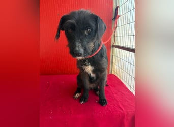 Darka, Schnauzer-Mix, Hündin, geb. am 01.05.2024, 43 cm