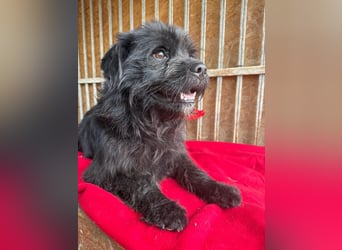 Lui, Schnauzer-Mix, Rüde, geb. am 15.03.2021, 43 cm