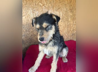 Twix, Schnauzer-Mix, Rüde, geb. am 01.01.2024, 45 cm, 12 kg