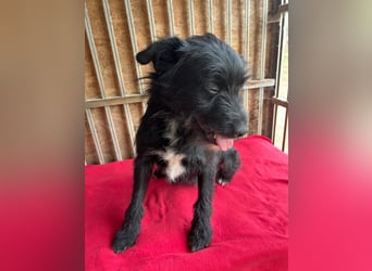 Bobby, Schnauzer-Mix, Rüde, geb. am 18.10.2023, ca. 45 cm
