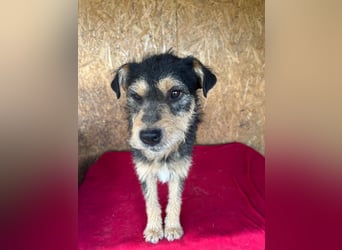 Twix, Schnauzer-Mix, Rüde, geb. am 01.01.2024, 45 cm, 12 kg
