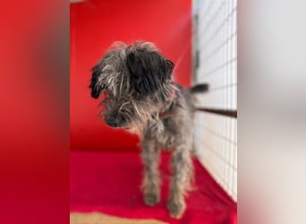 Snaki, Schnauzer-Mix, Rüde, geb. am 01.06.2023, 40 cm, 11 kg