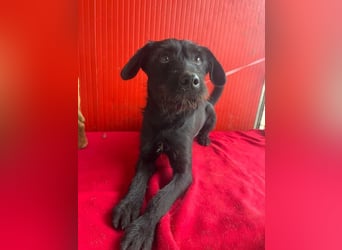 Kira, Schnauzer-Mix, Hündin, geb. am 01.09.2024, 42 cm