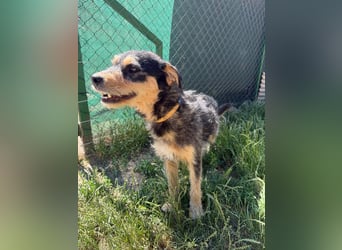 Twix, Schnauzer-Mix, Rüde, geb. am 01.01.2024, 45 cm, 12 kg