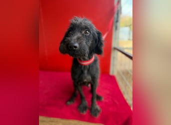 Miko, Schnauzer-Mix, Rüde, geb. ca. 2019, ca. 40 cm, 10 kg Miko, Schnauzer-Mix, Rüde, geb. ca. 2019, ca. 40 cm, 10 kg