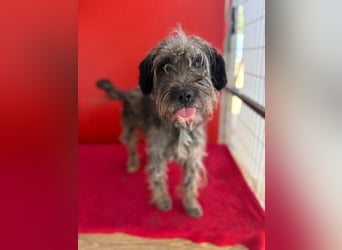 Snaki, Schnauzer-Mix, Rüde, geb. am 01.06.2023, 40 cm, 11 kg