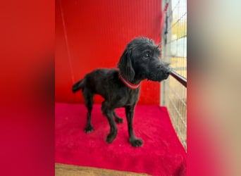 Miko, Schnauzer-Mix, Rüde, geb. ca. 2019, ca. 40 cm, 10 kg Miko, Schnauzer-Mix, Rüde, geb. ca. 2019, ca. 40 cm, 10 kg