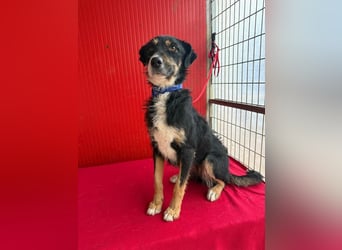 Milli, Schnauzer-Mix, Hündin, geb. am 16.10.2024, 43 cm, 14 kg