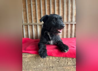 Bobby, Schnauzer-Mix, Rüde, geb. am 18.10.2023, ca. 45 cm