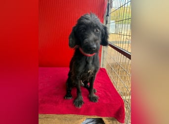 Miko, Schnauzer-Mix, Rüde, geb. ca. 2019, ca. 40 cm, 10 kg Miko, Schnauzer-Mix, Rüde, geb. ca. 2019, ca. 40 cm, 10 kg