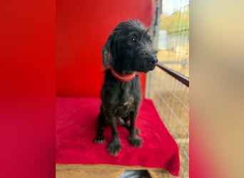 Miko, Schnauzer-Mix, Rüde, geb. ca. 2019, ca. 40 cm, 10 kg Miko, Schnauzer-Mix, Rüde, geb. ca. 2019, ca. 40 cm, 10 kg