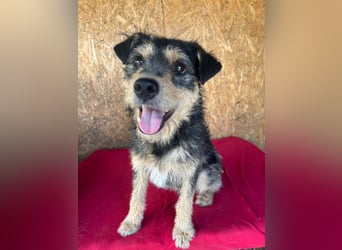 Twix, Schnauzer-Mix, Rüde, geb. am 01.01.2024, 45 cm, 12 kg