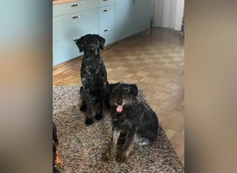 ❤️ Roby Pflegefamilie Erkelenz