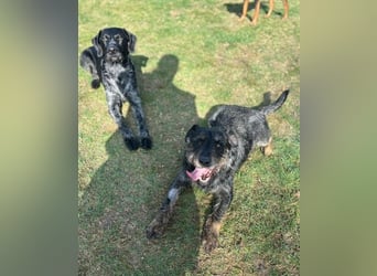 ❤️ Roby Pflegefamilie Erkelenz