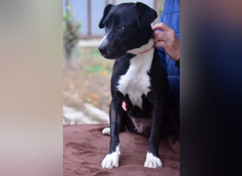 Traumhund Bringa sucht seine Menschen