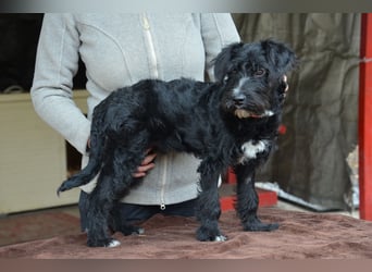 Traumhund Bringa sucht seine Menschen