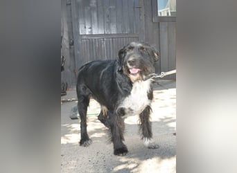 Familienrüde Tinko  - Schnauzer-Mix sucht sein Glück