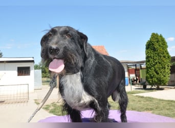 Fröhlich-freundlicher Familienrüde ♥ Tinko ♥ sucht sein Lebensglück