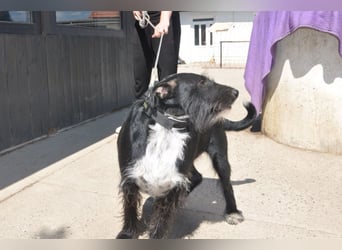 Freundlicher Familienrüde ♥Tinko♥ sucht sein Lebensglück mit tollen Menschen