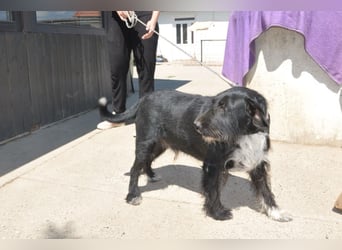 Freundlicher Familienrüde ♥Tinko♥ sucht sein Lebensglück mit tollen Menschen