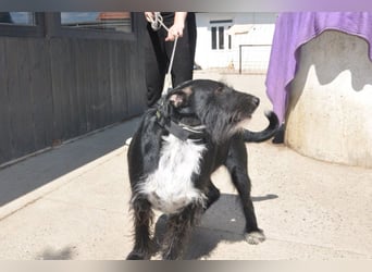 Familienrüde Tinko  - Schnauzer-Mix sucht sein Glück