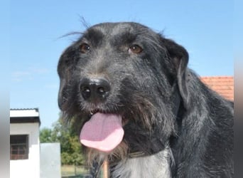 Familienrüde ♥Tinko♥ Schnauzer-Mix-Rüde sucht sein Glück