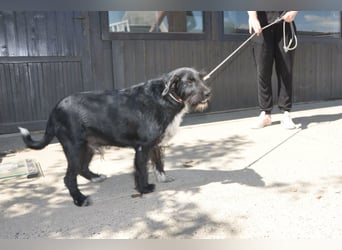 Freundlicher Familienrüde ♥Tinko♥ sucht sein Lebensglück mit tollen Menschen