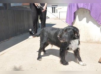 Familienrüde ♥Tinko♥ Schnauzer-Mix-Rüde sucht sein Glück