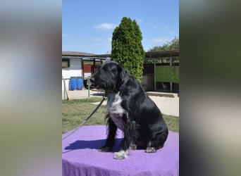 Familienrüde ♥Tinko♥ Schnauzer-Mix-Rüde sucht sein Glück