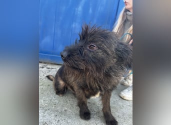 Szálka, zauberhafter junger Rüde